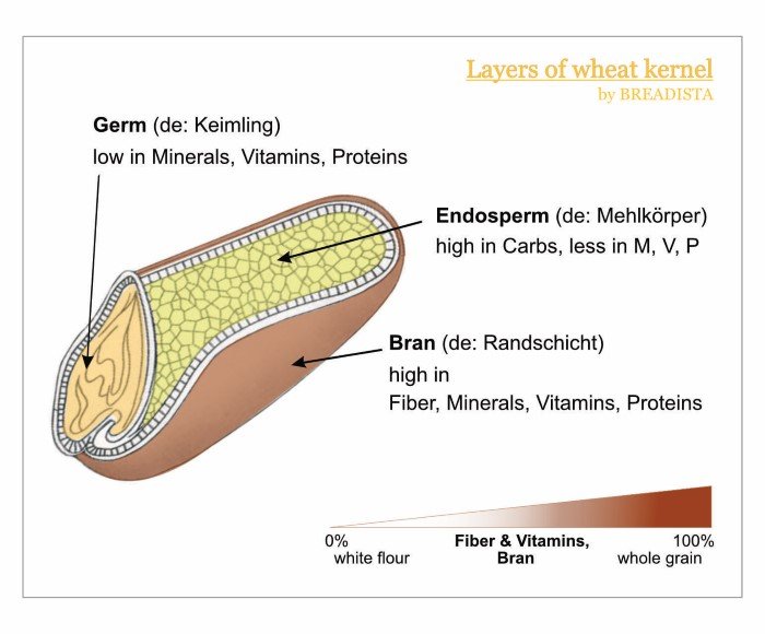 Graphic - Grain Kernel by BREADISTA: names the endosperm, bran, germ