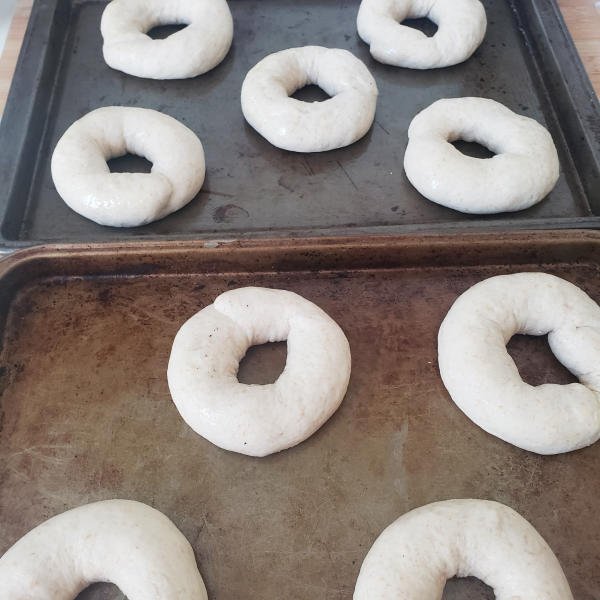 Bagels shaped on 2 sheets - raw / by BREADISTA with a bagel bread mix
