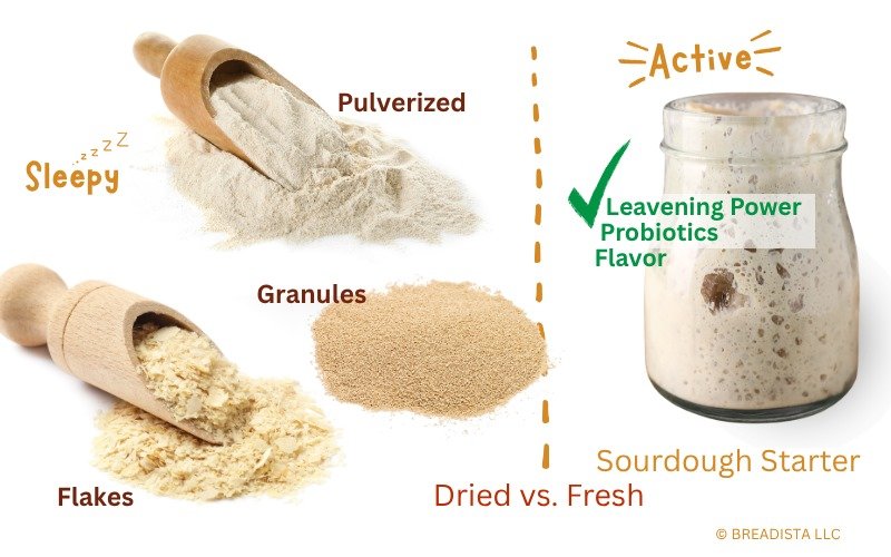 Graphic - different types of Sourdough Starter Dry vs Fresh by BREADISTA (c)